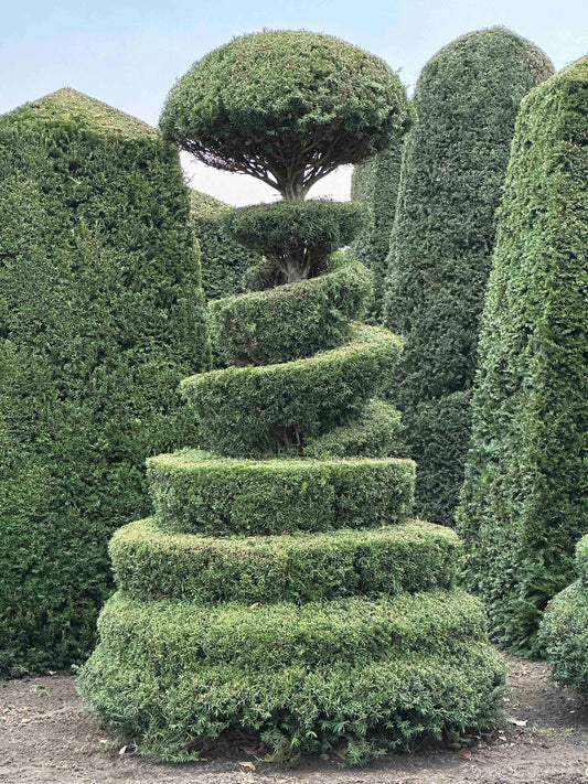 TB TOPIARY #206