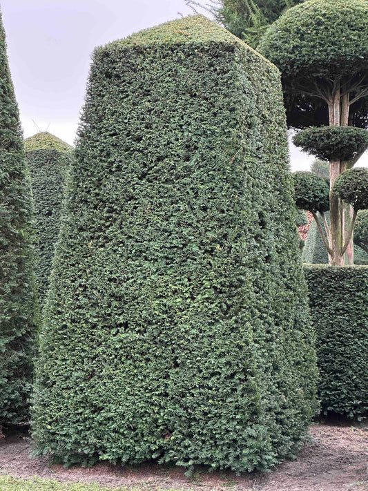 TB TOPIARY #158