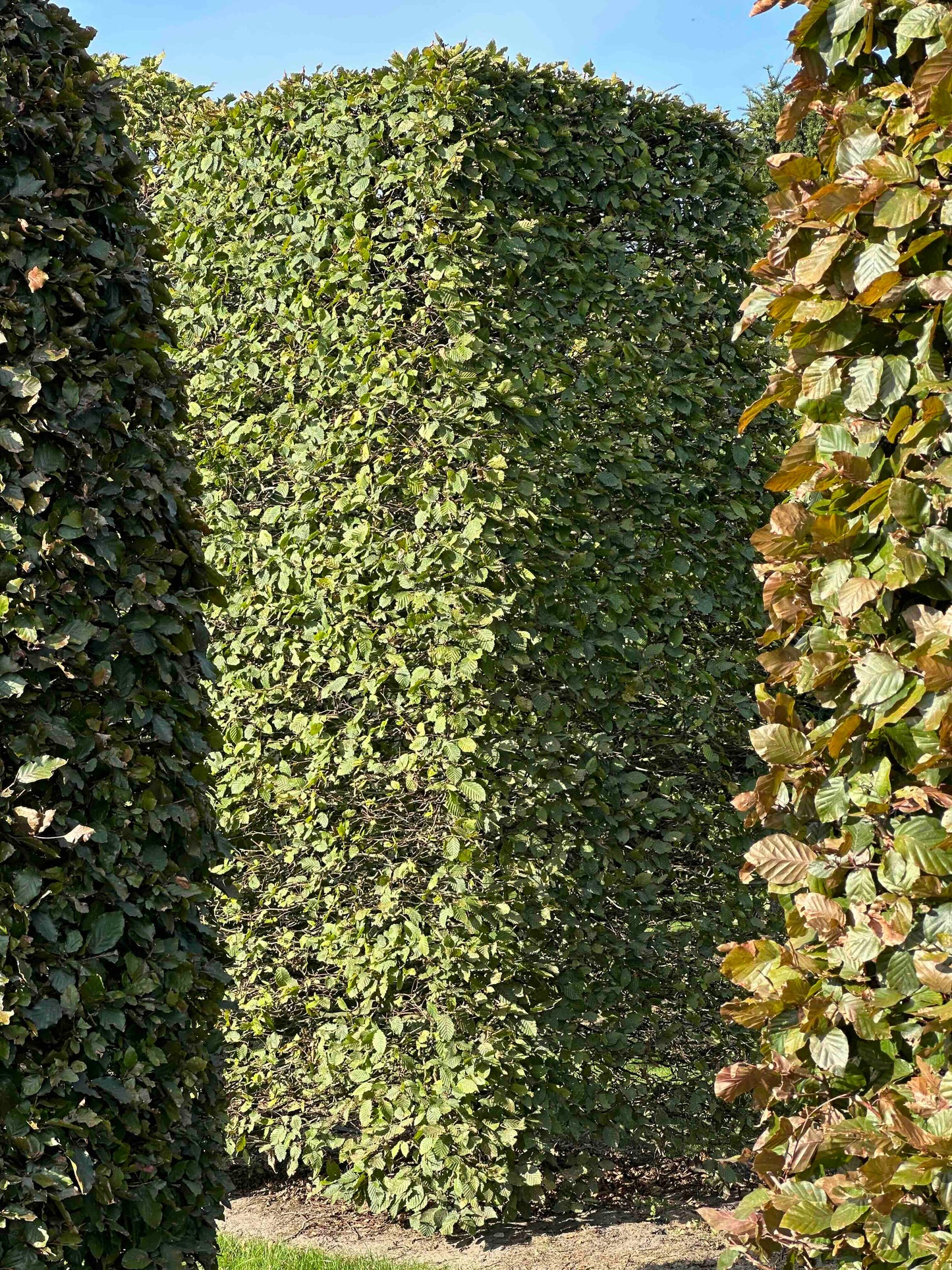CB TOPIARY #081