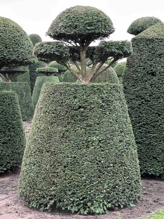 TB TOPIARY #98