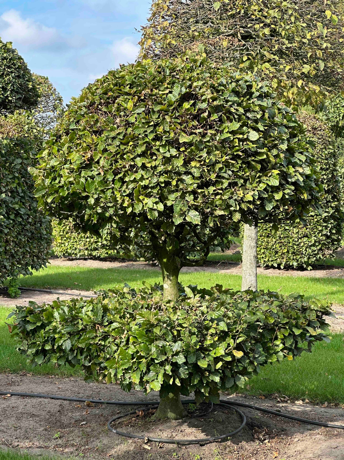 FS TOPIARY #093