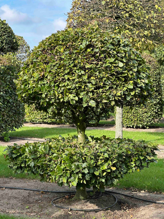 FS TOPIARY #093