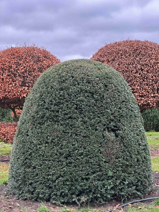 TB TOPIARY #365