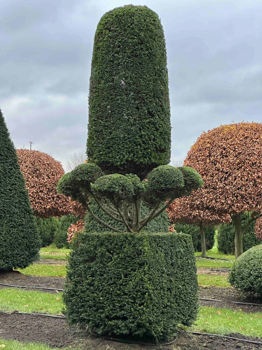 TB TOPIARY #390