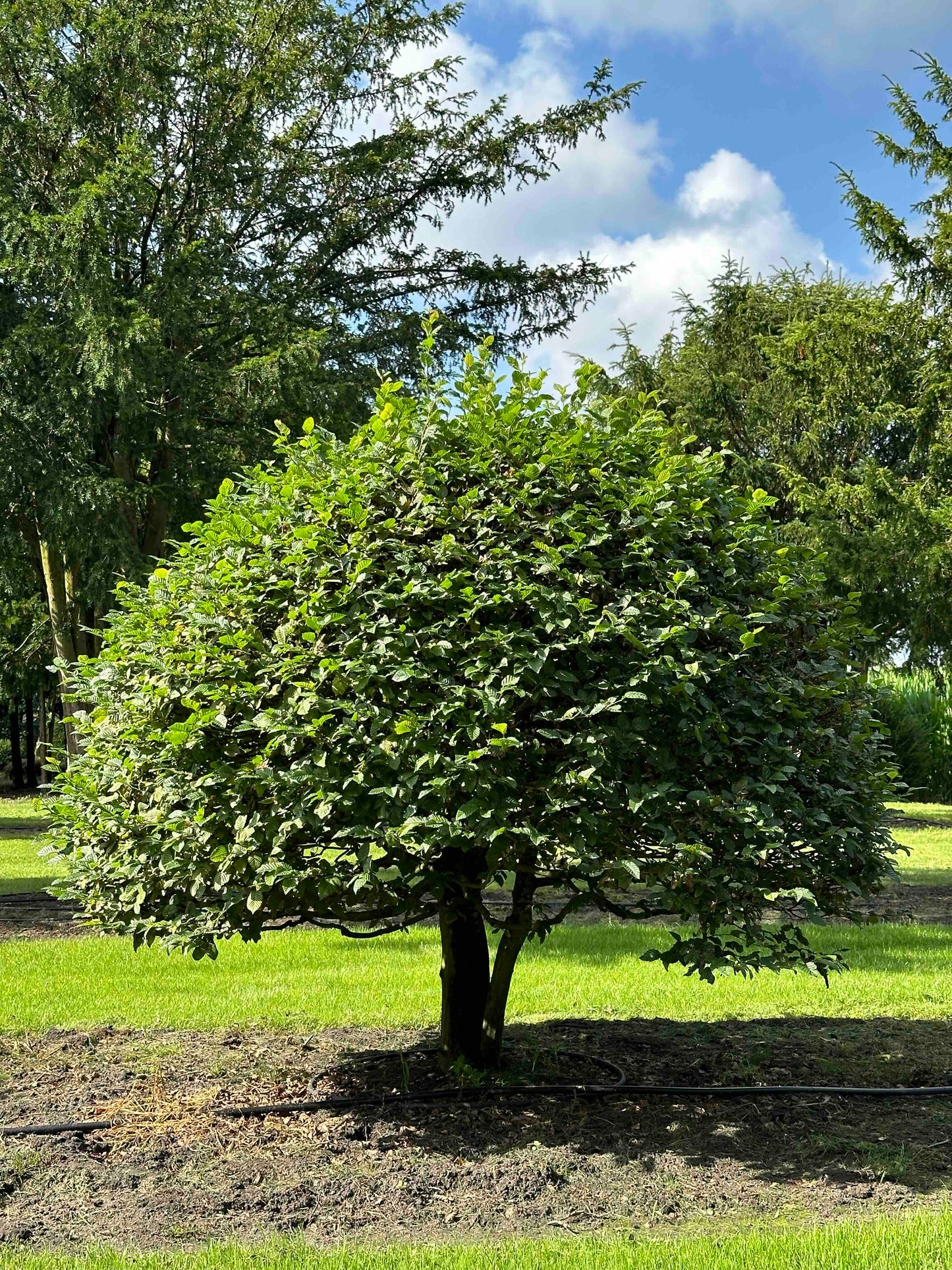 CB TOPIARY #179