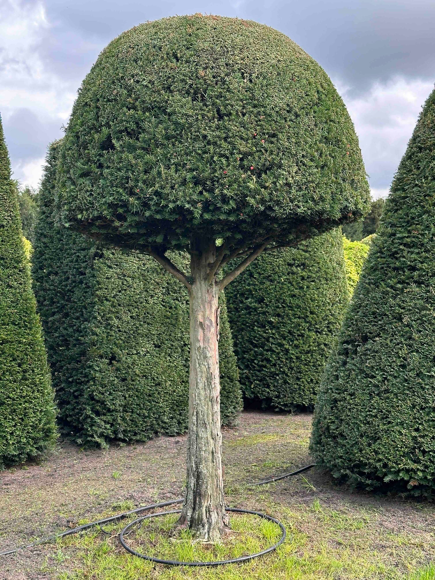 TB TOPIARY #332
