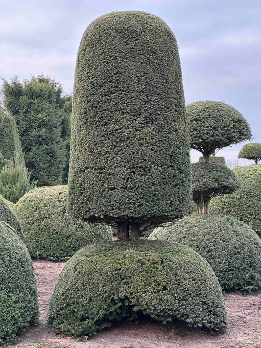 TB TOPIARY #450