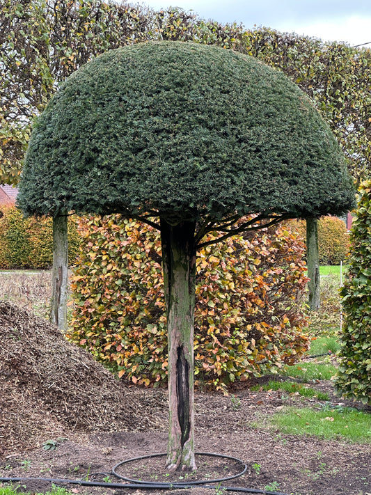 TB TOPIARY #541