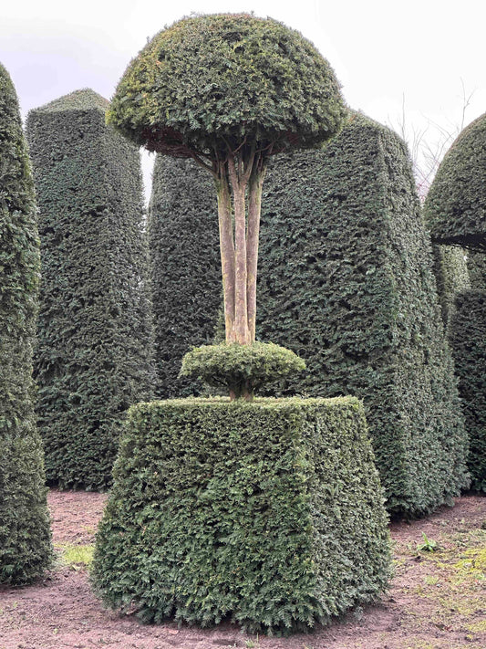 TB TOPIARY #163