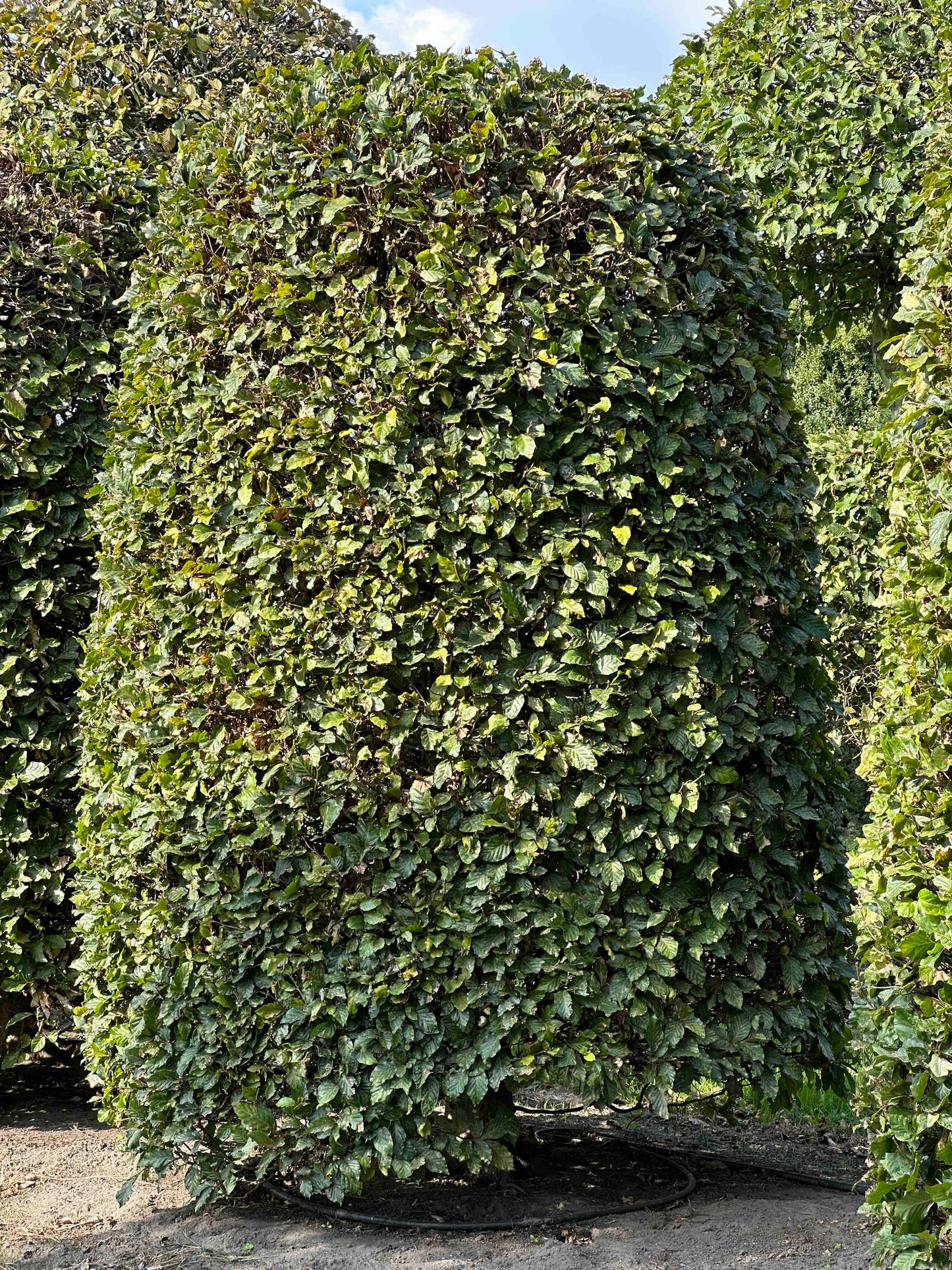 FS TOPIARY #124