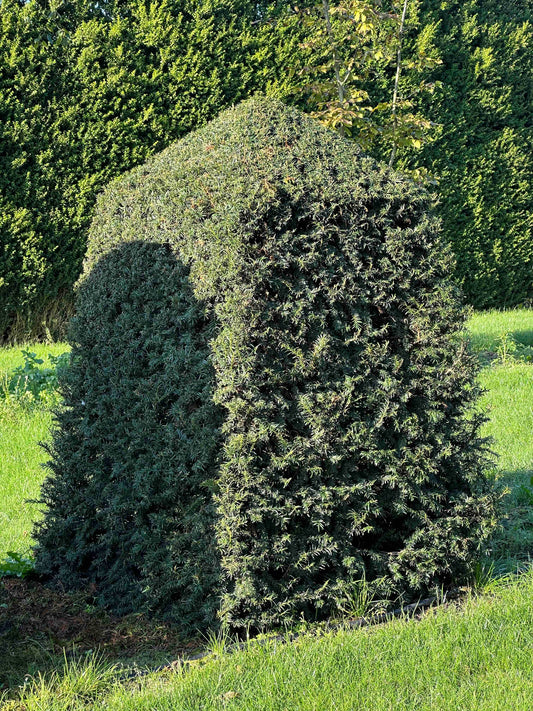 TB TOPIARY #66