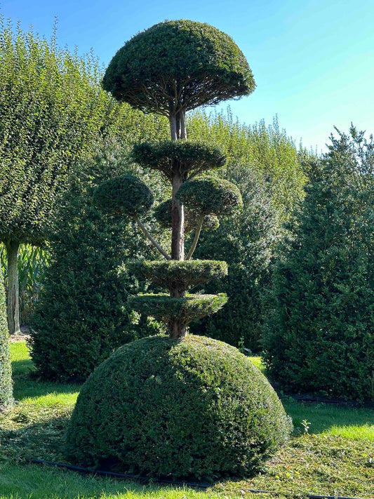 TB TOPIARY #8