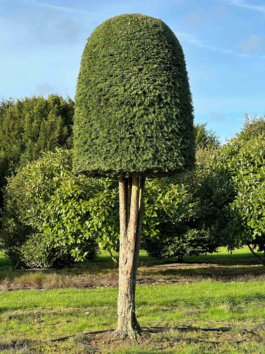 TB TOPIARY #276