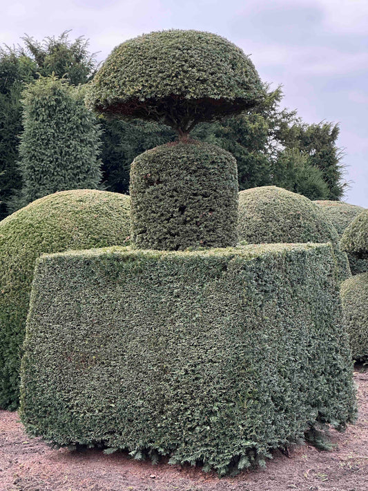 TB TOPIARY #453