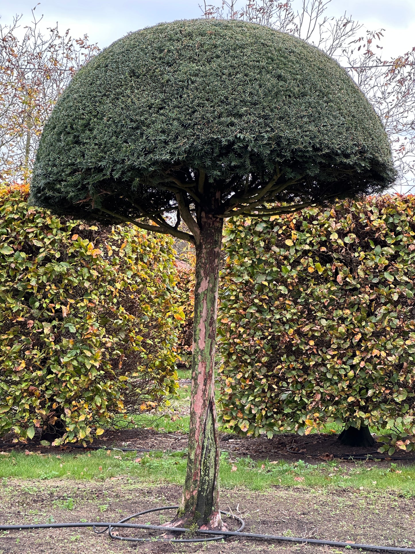 TB TOPIARY #537