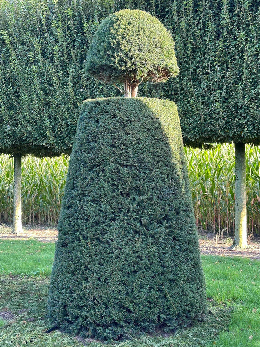 TB TOPIARY #10