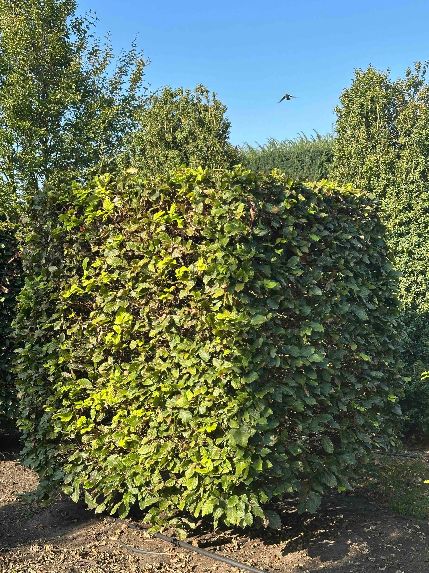 FS TOPIARY #036