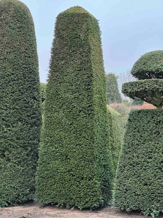 TB TOPIARY #156