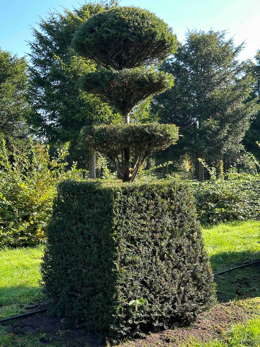TB TOPIARY #78