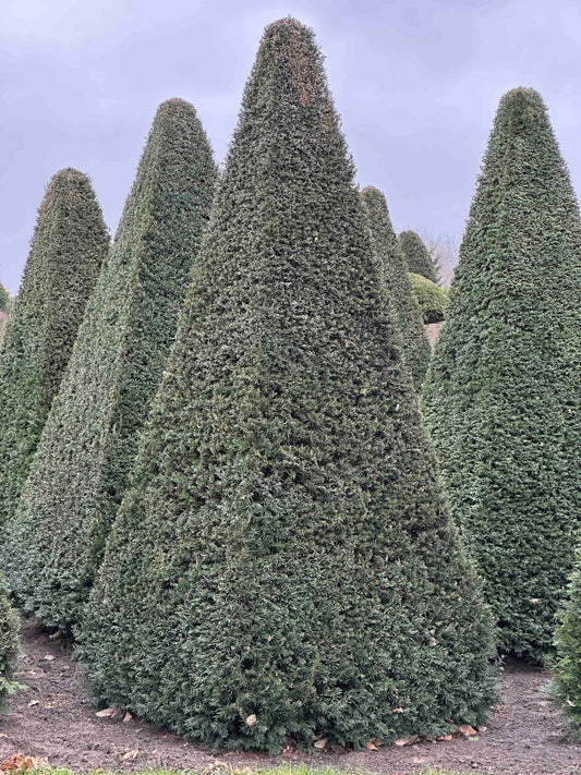 TB TOPIARY #252