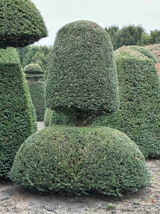 TB TOPIARY #142