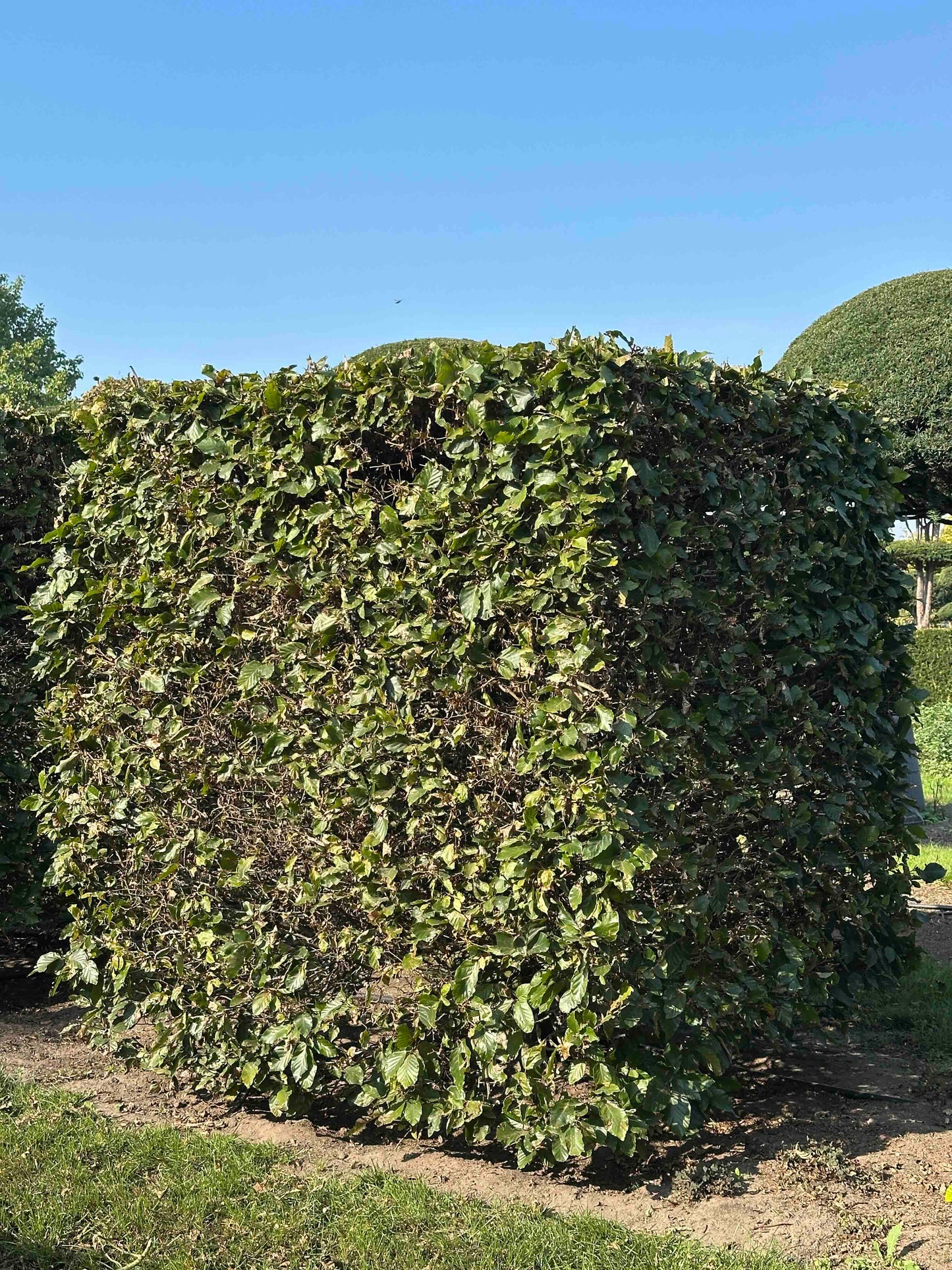 FS TOPIARY #021