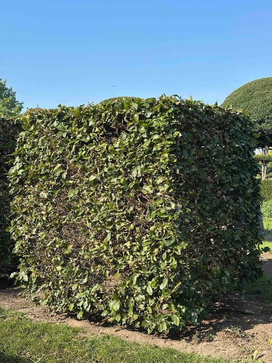 FS TOPIARY #021