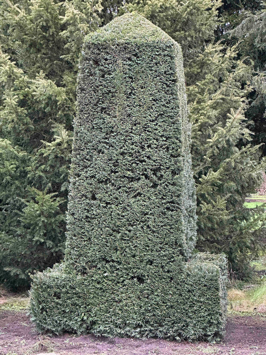 TB TOPIARY #401