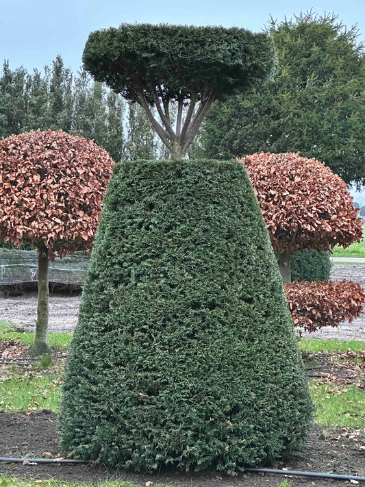TB TOPIARY #255