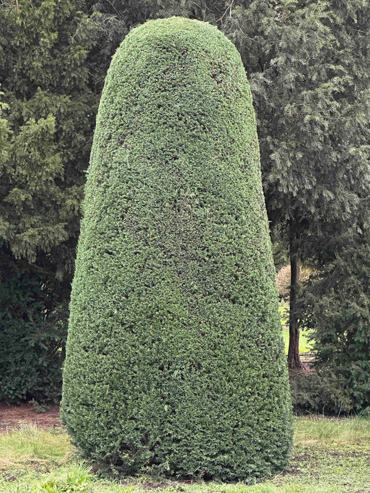 TB TOPIARY #405