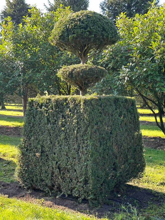 TB TOPIARY #80