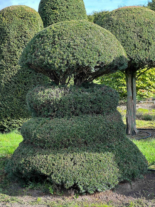 TB TOPIARY #288