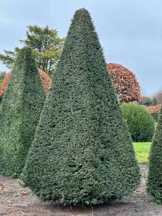 TB TOPIARY #232