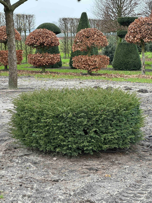 TB TOPIARY #271