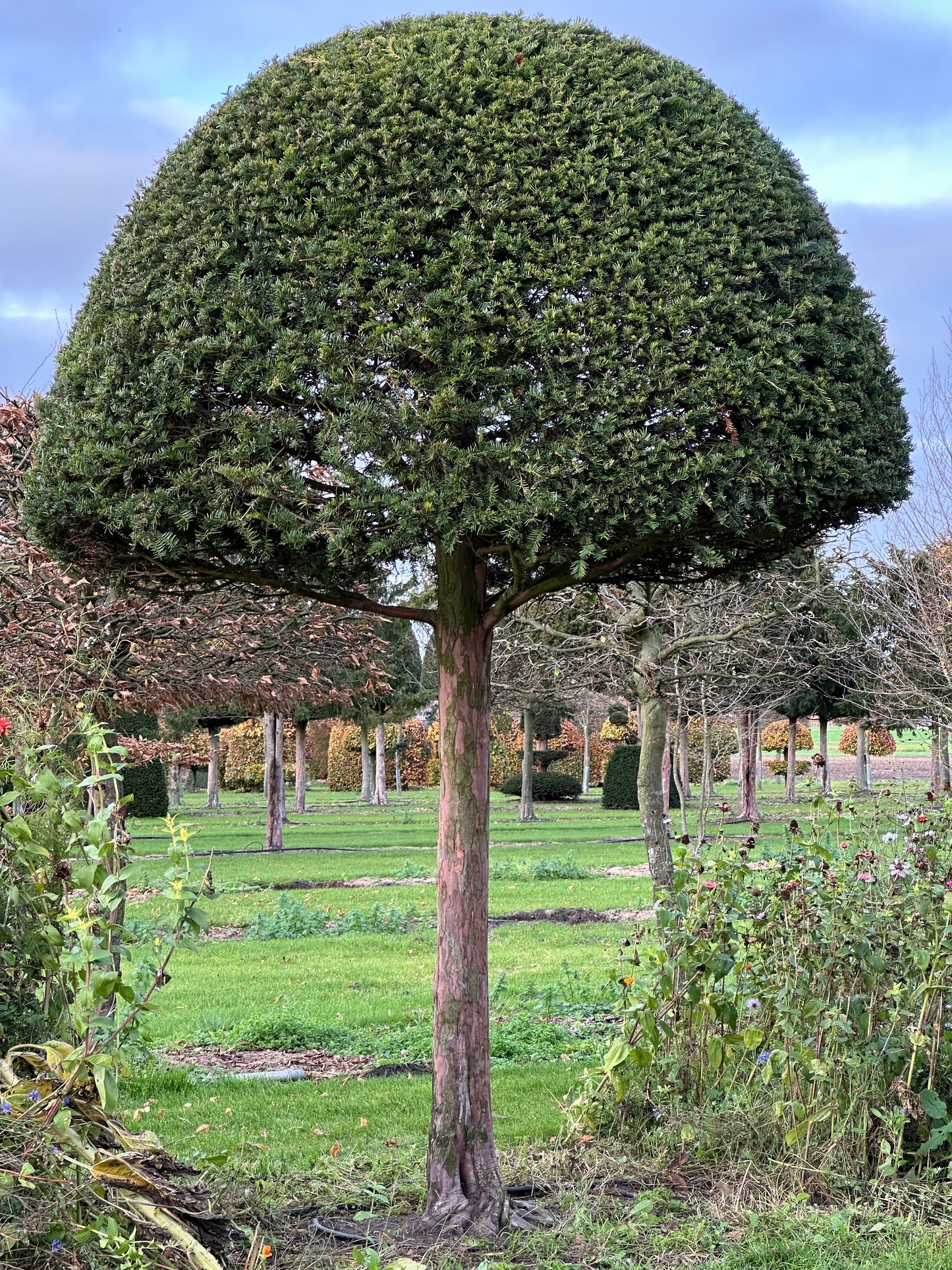 TB TOPIARY #602