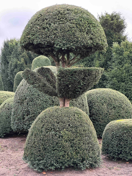 TB TOPIARY #460