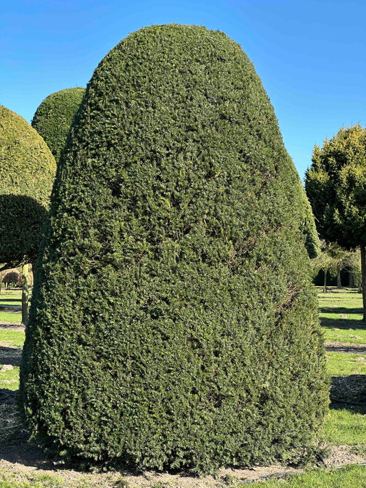 TB TOPIARY #522