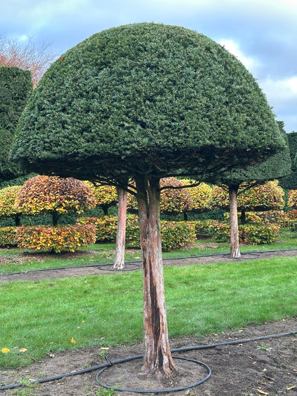 TB TOPIARY #579