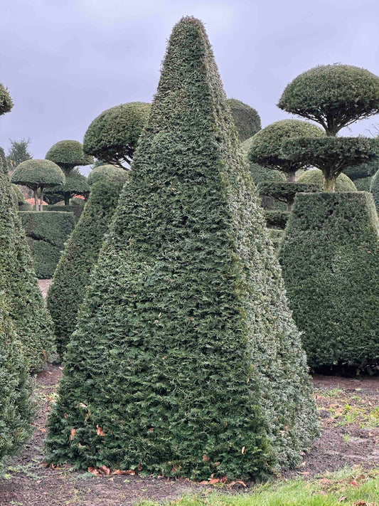 TB TOPIARY #243