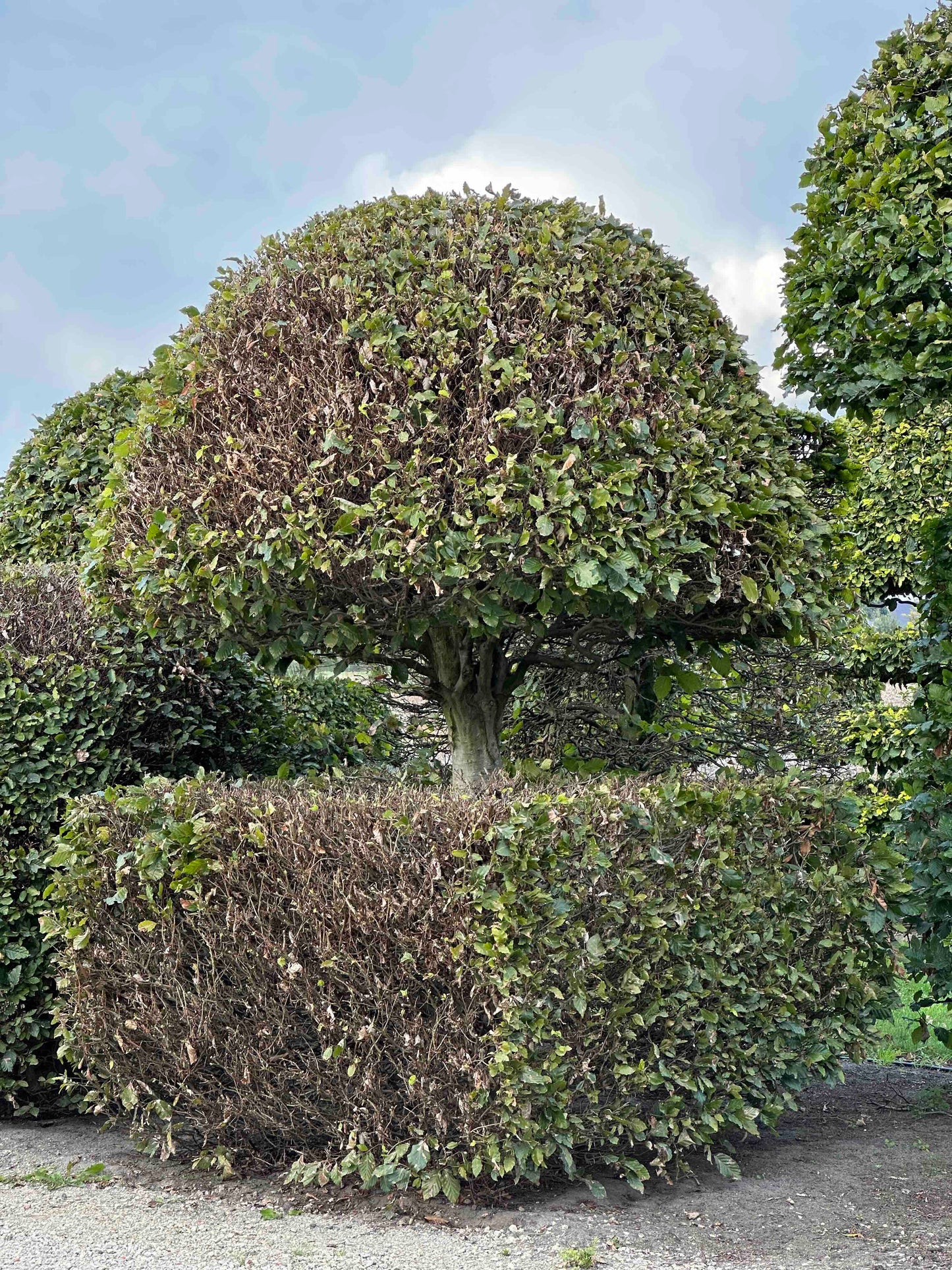 FS TOPIARY #147