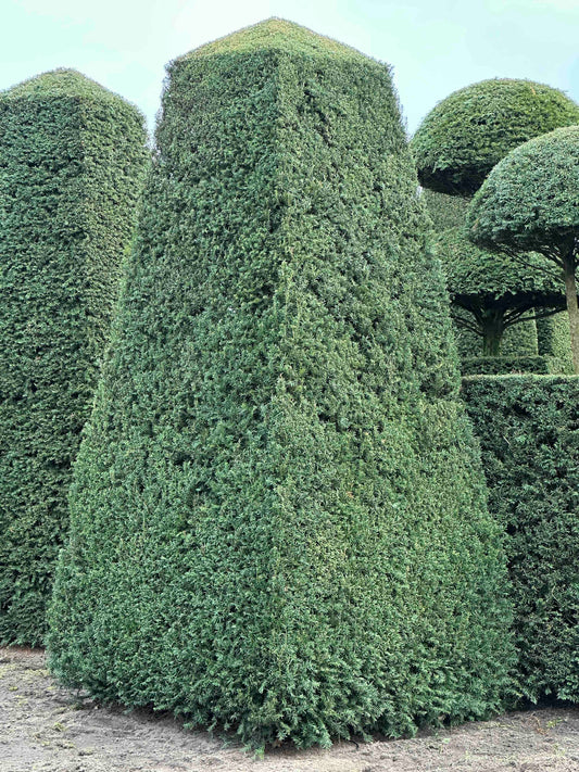 TB TOPIARY #174