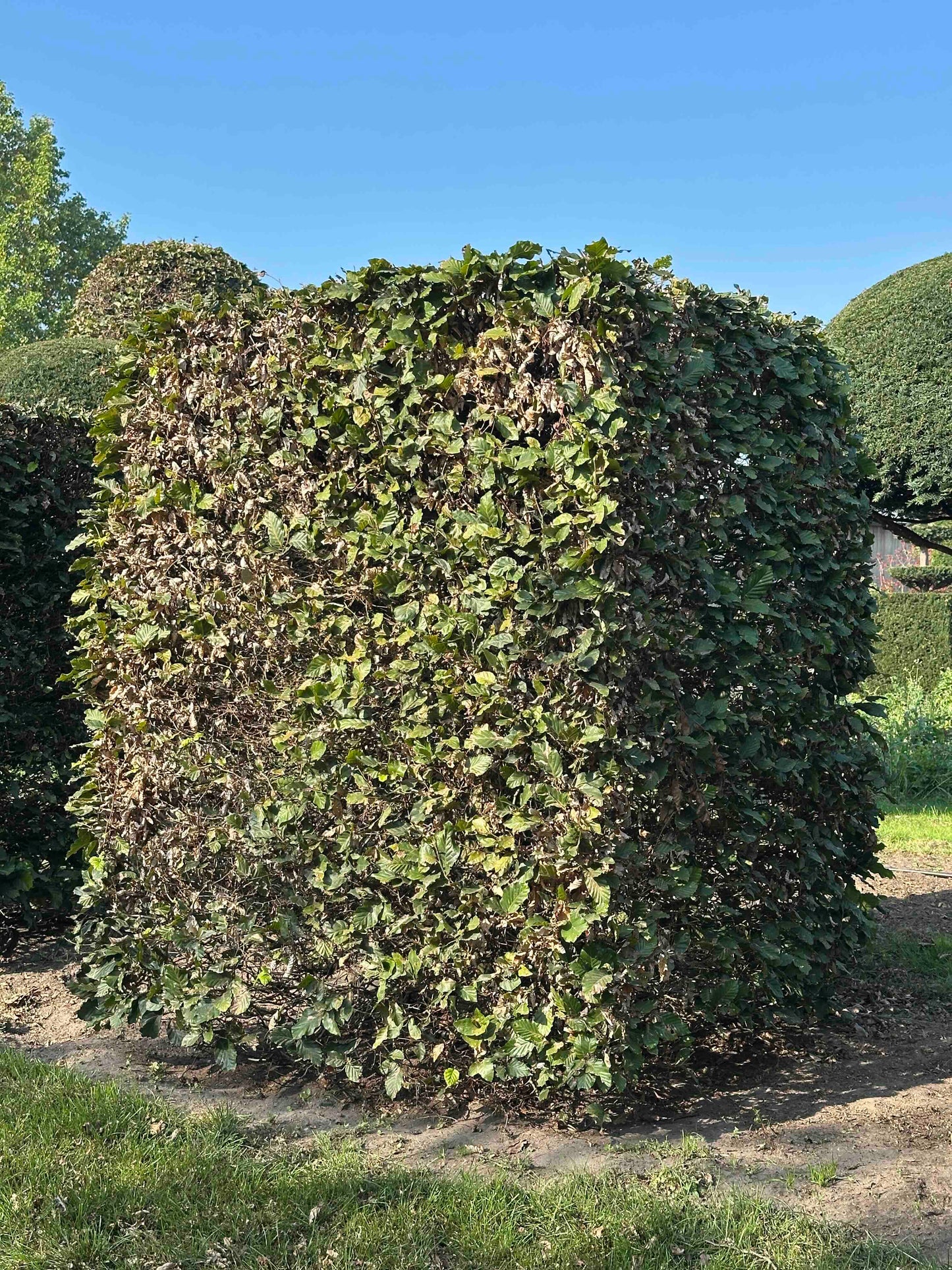 FS TOPIARY #019