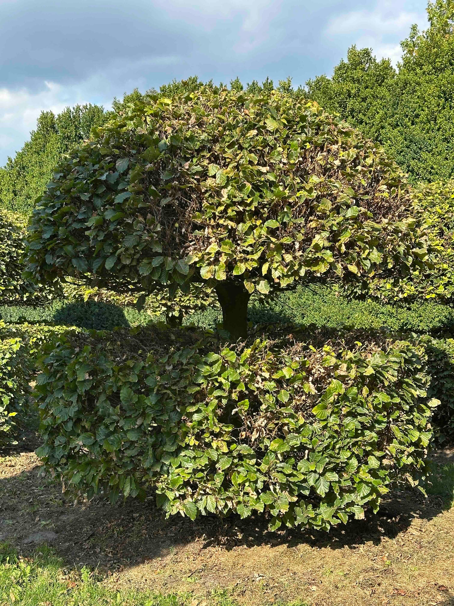 FS TOPIARY #074