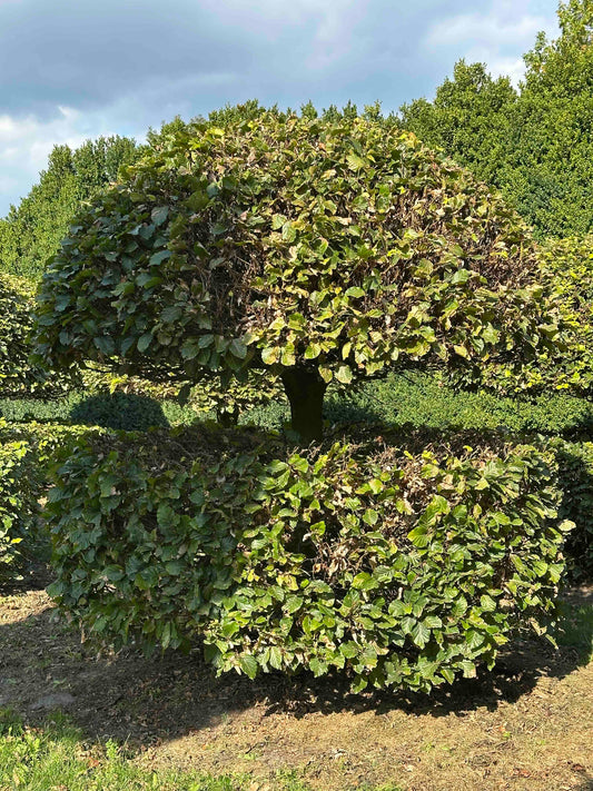 FS TOPIARY #074