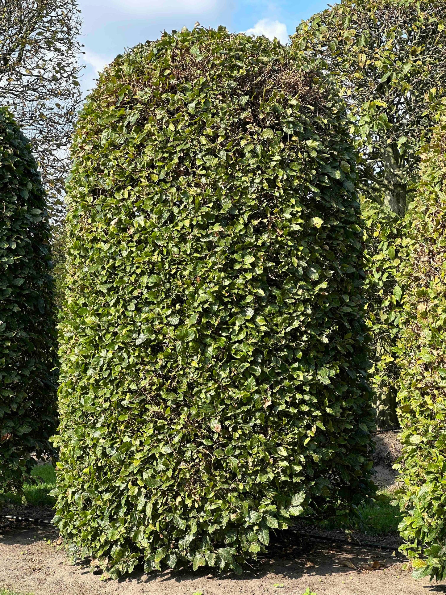 FS TOPIARY #129