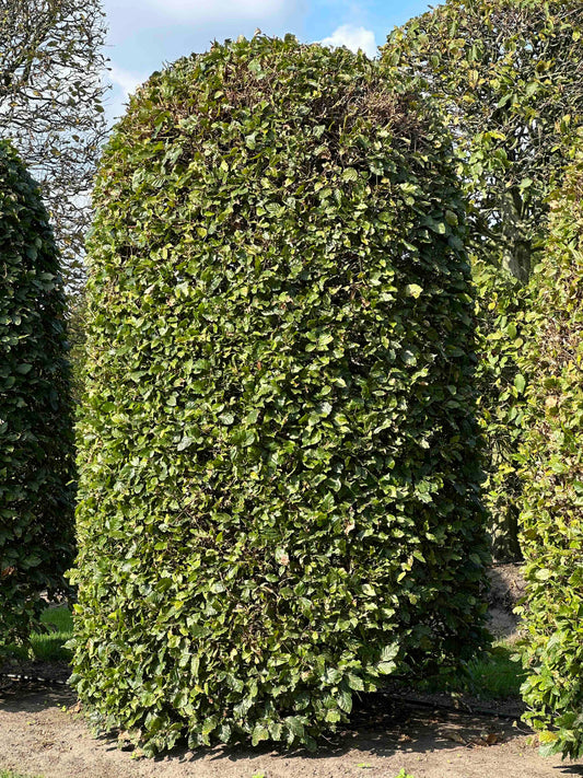 FS TOPIARY #129