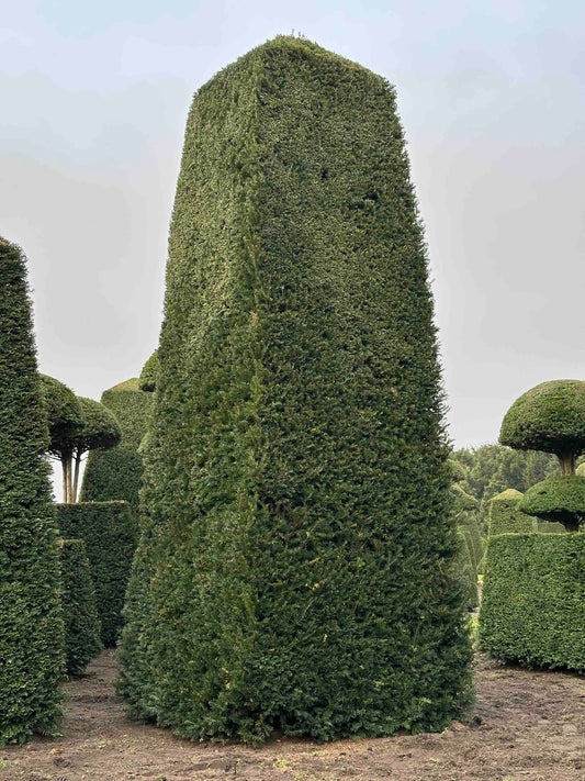 TB TOPIARY #172