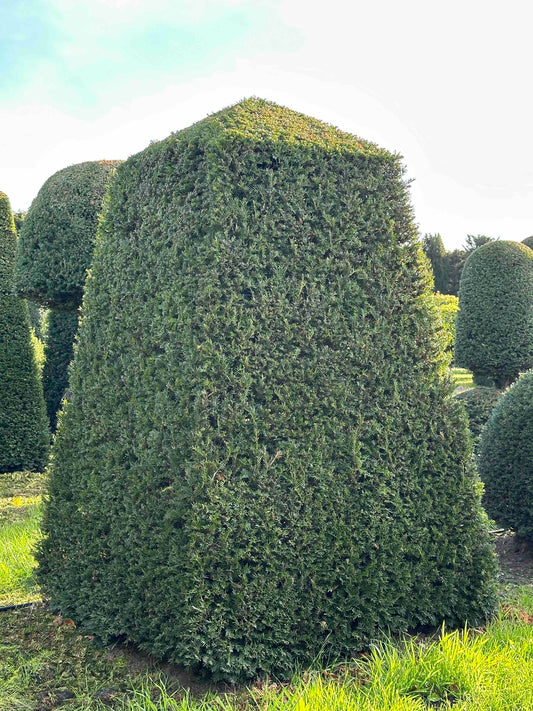 TB TOPIARY #280