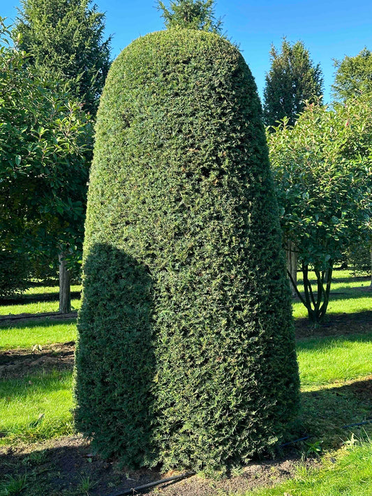 TB TOPIARY #83