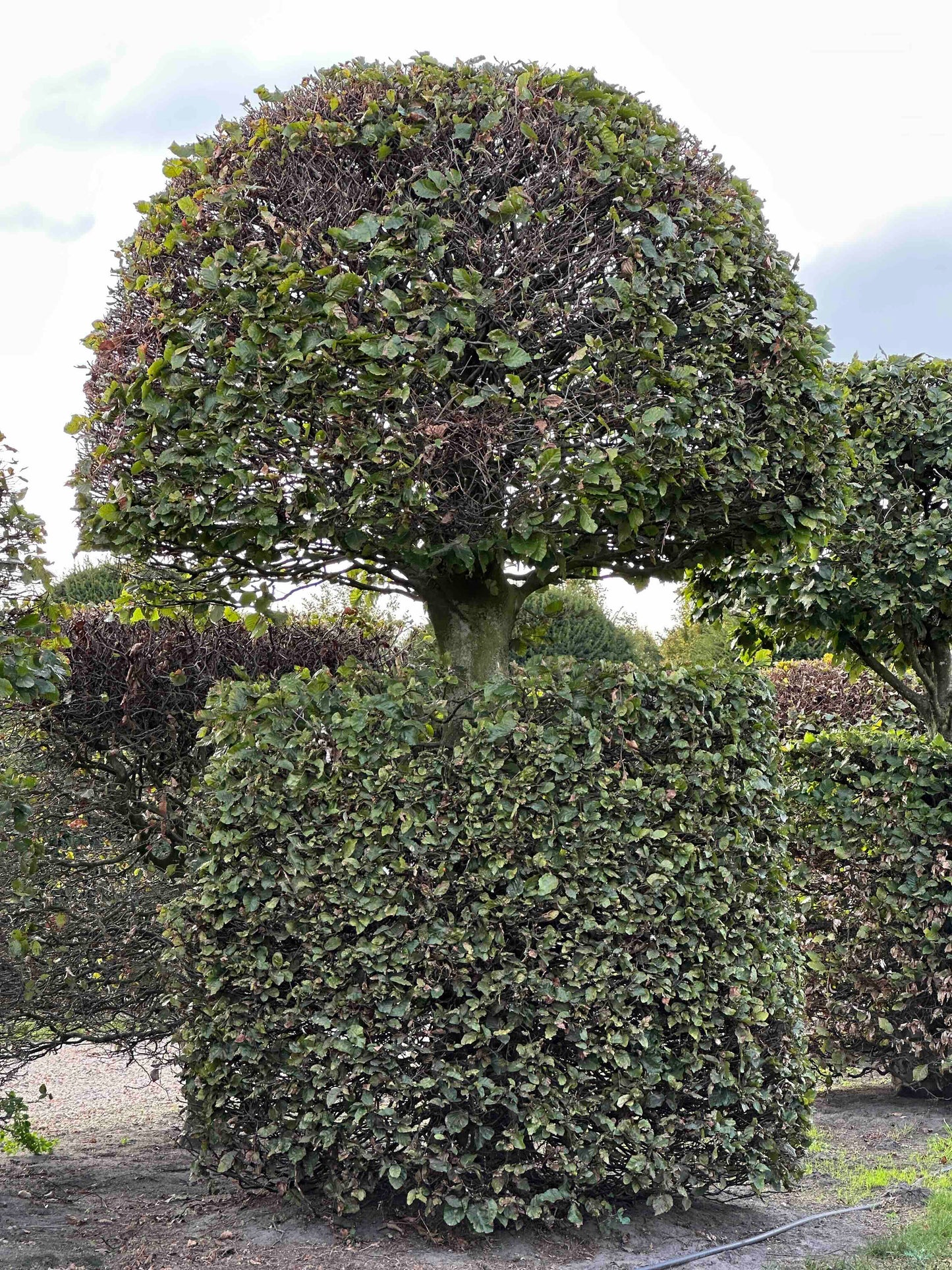 FS TOPIARY #158